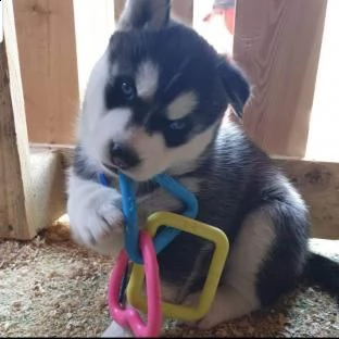 siberian husky - selezione lavoro