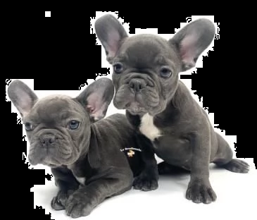 bouledogue- bulldog francese blue