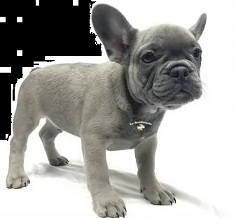 bouledogue francese blue | Foto 0