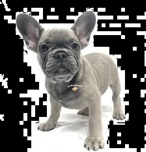 bouledogue francese blue