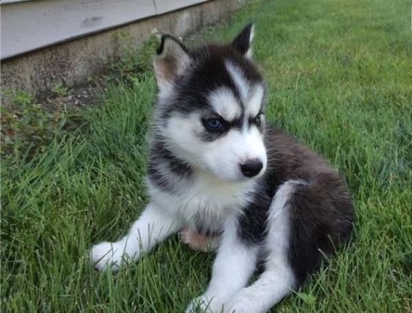  siberian husky occhi blue