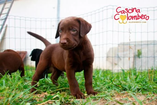 labrador retriever cuccioli