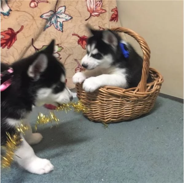 cucciolo husky con pedigree e occhi eterocromi | Foto 2