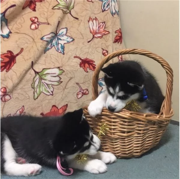 cucciolo husky con pedigree e occhi eterocromi | Foto 1