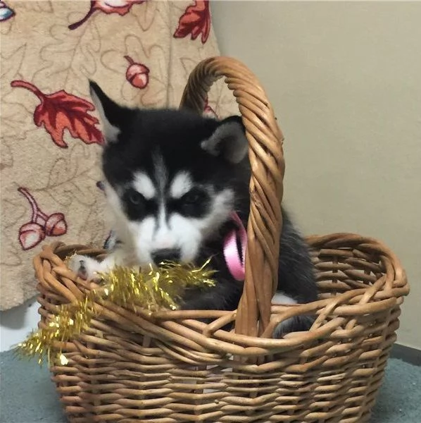 cucciolo husky con pedigree e occhi eterocromi | Foto 0