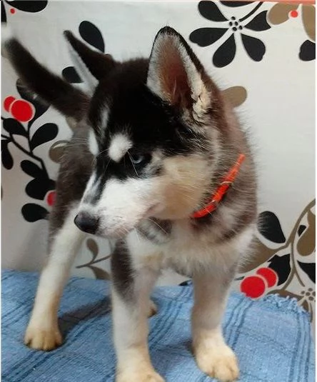 cucciolo husky con pedigree e occhi eterocromi