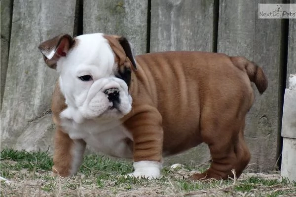 bellissimi cuccioli di bulldog inglese | Foto 2