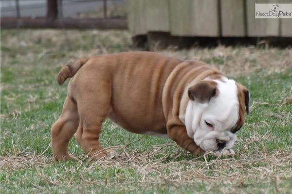 bellissimi cuccioli di bulldog inglese