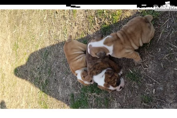 bellissimi cuccioli di bulldog inglese | Foto 1
