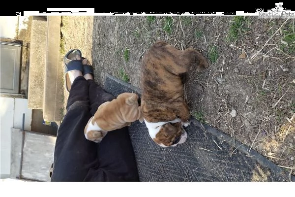 bellissimi cuccioli di bulldog inglese | Foto 0
