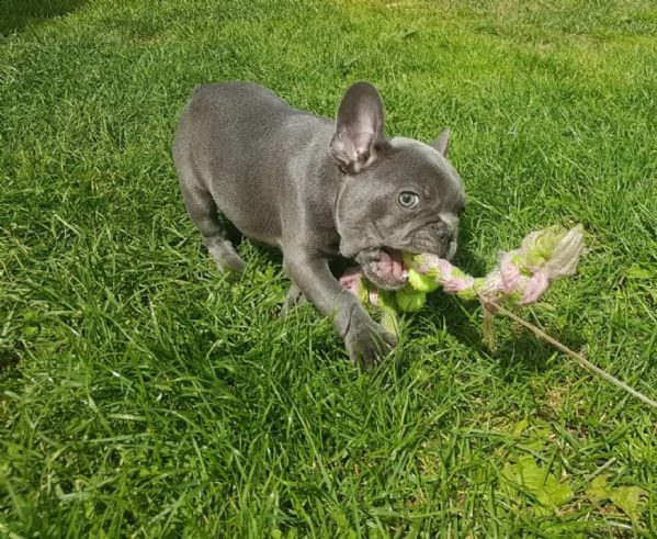 splendidi cuccioli di bulldog francese | Foto 3