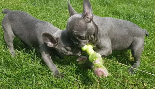 splendidi cuccioli di bulldog francese