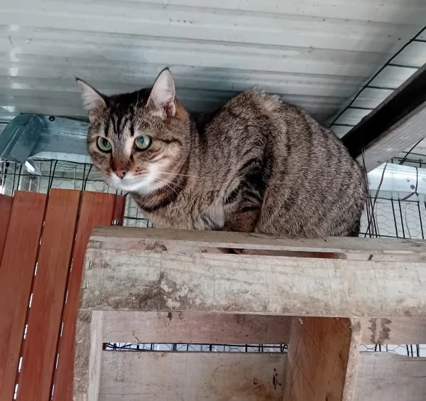 PRUGNA E PESCA | Foto 0