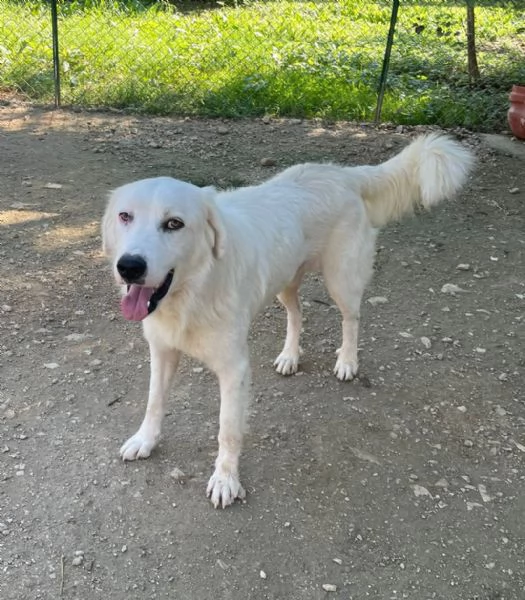 OSLO E LUCKY DOLCI FRATELLINI | Foto 4