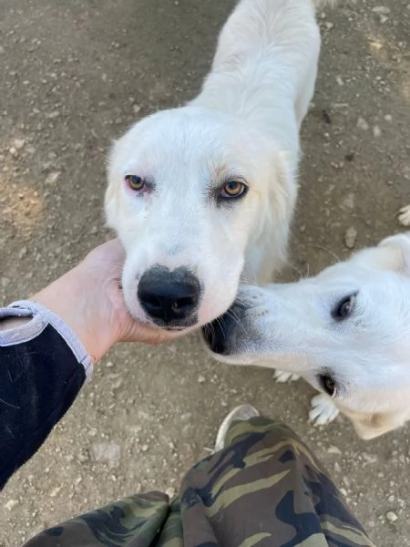 OSLO E LUCKY DOLCI FRATELLINI | Foto 1