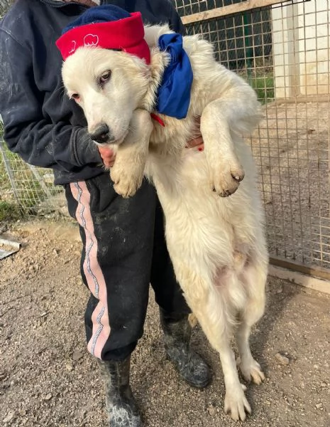 IL FANTASTICO OSLO | Foto 5