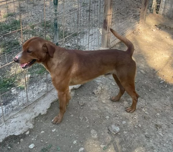 IL FANTASTICO CORFU' | Foto 2