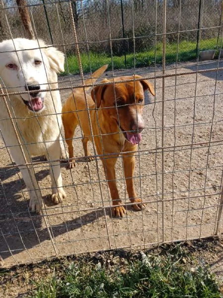 IL FANTASTICO CORFU' | Foto 1