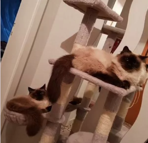 Cuccioli Ragdoll Seal Point  | Foto 6