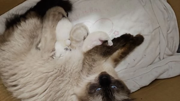 Cuccioli Ragdoll Seal Point  | Foto 5