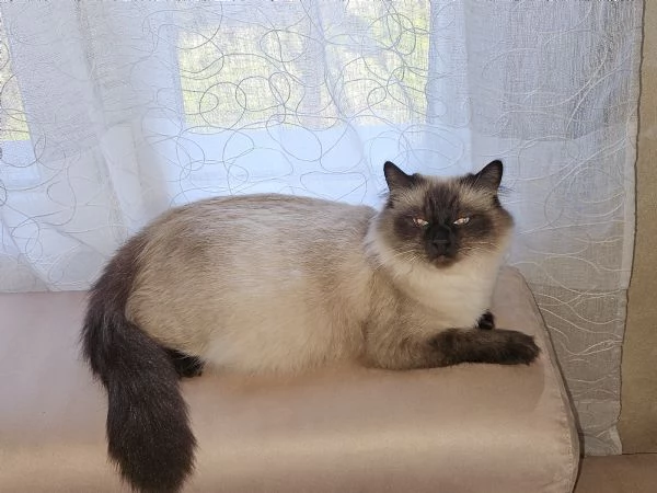 Cuccioli Ragdoll Seal Point  | Foto 4