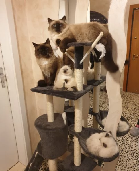 Cuccioli Ragdoll Seal Point  | Foto 3