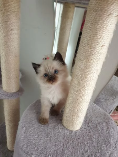 Cuccioli Ragdoll Seal Point 