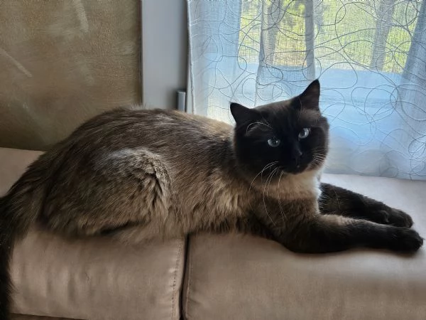 Cuccioli Ragdoll Seal Point  | Foto 2