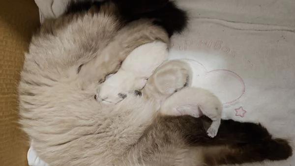 Cuccioli Ragdoll Seal Point  | Foto 1