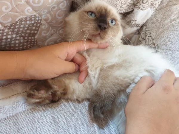 Cuccioli Ragdoll Seal Point  | Foto 0