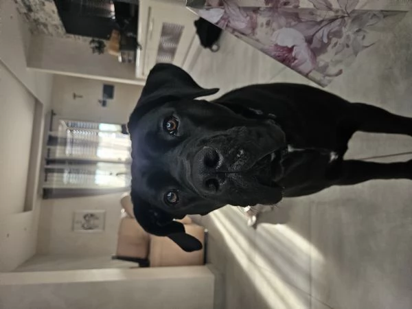 Cucciola cane corso con pedigree 