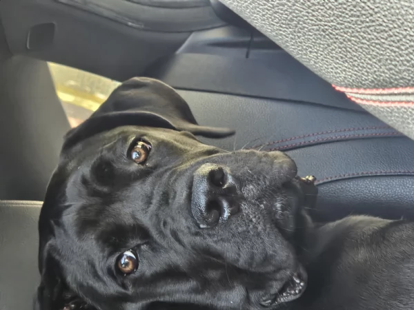 Cucciola cane corso con pedigree  | Foto 1