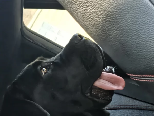 Cucciola cane corso con pedigree  | Foto 0