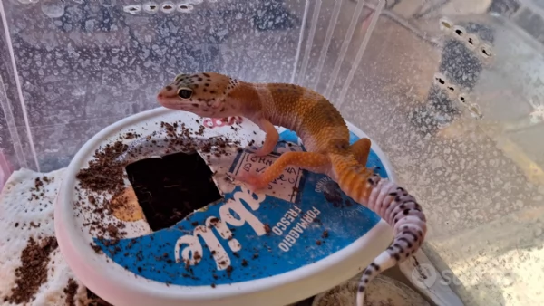 Geco leopardino Hypo