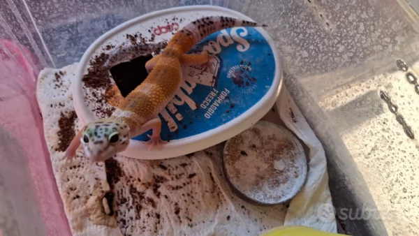 Geco leopardino Hypo | Foto 2