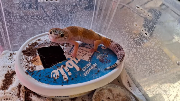 Geco leopardino Hypo | Foto 1