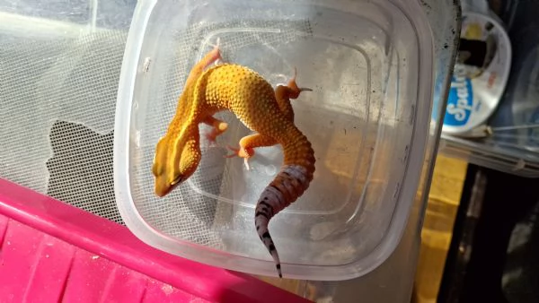 Gechi leopardini hypo carrot tail 2025