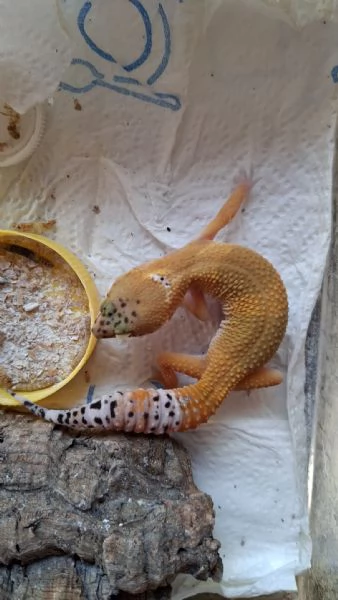 Gechi leopardini hypo carrot tail 2025 | Foto 3