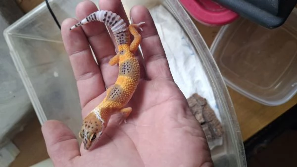 Gechi leopardini hypo carrot tail 2025 | Foto 2