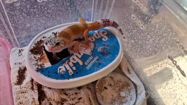 Gechi leopardini hypo carrot tail 2025 | Foto 1
