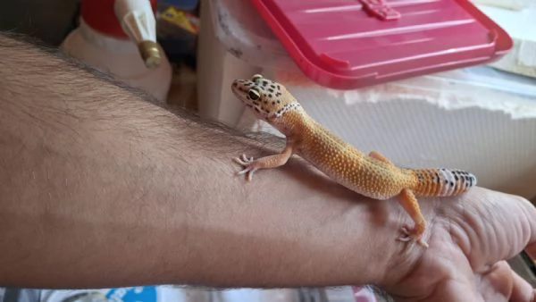 Gechi leopardini hypo carrot tail 2025 | Foto 0