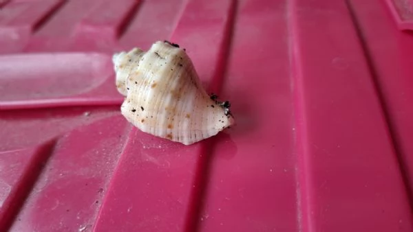 Paguro terrestre - Coenobita rugosus | Foto 0