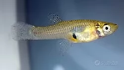 Gambusia - pesce mangia zanzare 