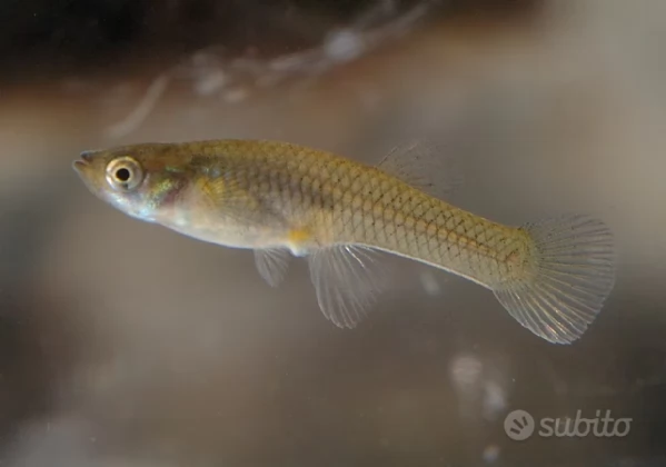 Gambusia - pesce mangia zanzare  | Foto 0