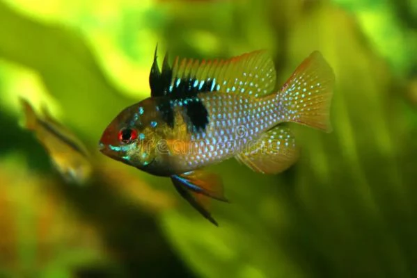 Ciclide nano - Mikrogeophagus ramirezi