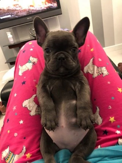 bouledogue francese | Foto 1