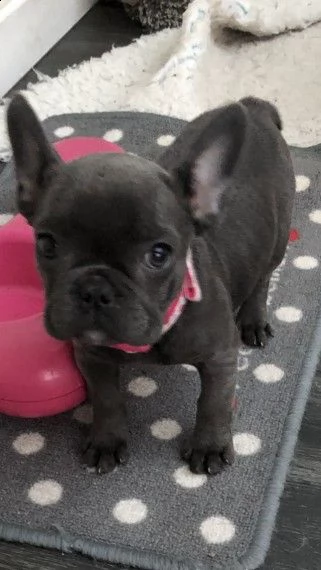 bouledogue francese