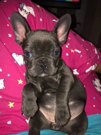 bouledogue francese | Foto 0