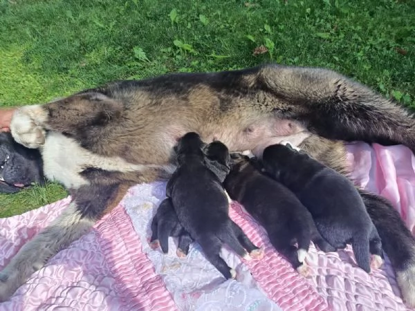 Cuccioli di Akita americano