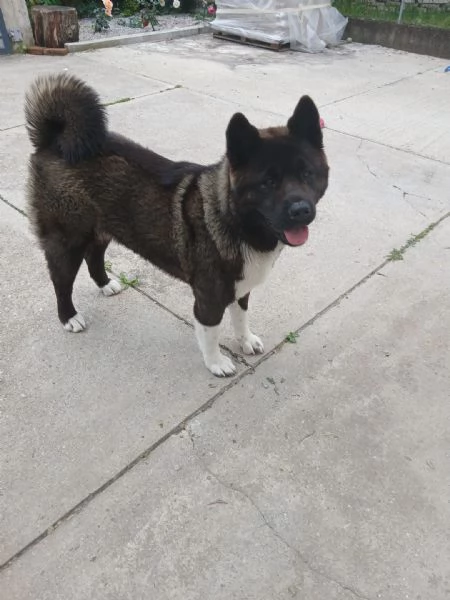 Cuccioli di Akita americano | Foto 3